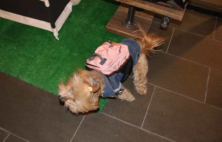 A dog hanging out at Dog & Co. in the TurnStyle shopping concourse (Photo: Lauren Elkies Schram/ for Commercial Observer).