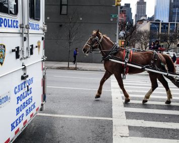 Outside the NYPD Horse Stables on West 53rd and 10th Ave., civilian horses and carriages pass by as they start their day. Photo: Robert Cohen/for Commercial Observer.