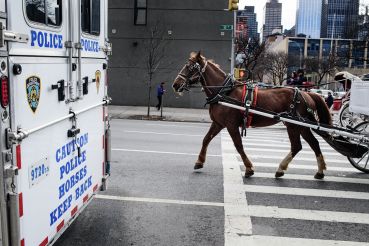 Outside the NYPD Horse Stables on West 53rd and 10th Ave., civilian horses and carriages pass by as they start their day. Photo: Robert Cohen/for Commercial Observer.