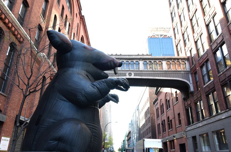 New York City construction unions have been deploying inflatable rats in protests for more than 40 years. Photo: TIMOTHY A. CLARY/AFP/Getty Images