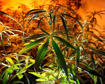 Pot is coming to Williamsburg.