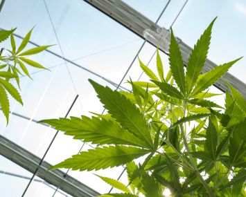 Cannabis plants grow in a greenhouse.