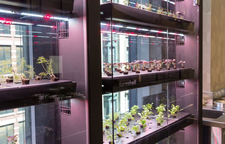 Microgreens grow on temperature and light regulated shelves in the Claus Meyer run food hall at 4 Times Square to provide fresh greens for the cooks.