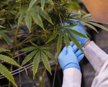 A worker inspects cannabis plants.