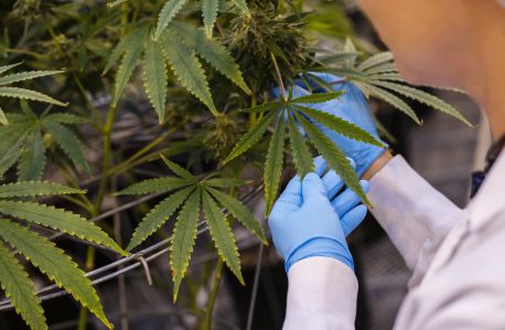 A worker inspects cannabis plants.