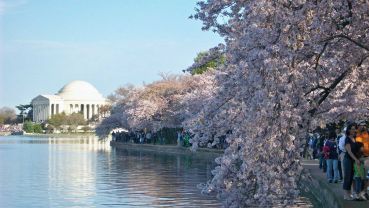 The cherry blossoms in bloom around the Tidal Basin.