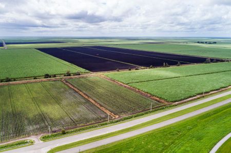 Belle Glade, Florida.