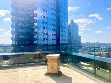 GOLDMAN SACHS IS PLANNING TO DELIVER BEEHIVES TO 30 OF ITS REAL ESTATE ASSETS BY THE END OF 2021 such as this multifamily property at 1 Flatbush Avenue in Brooklyn. 