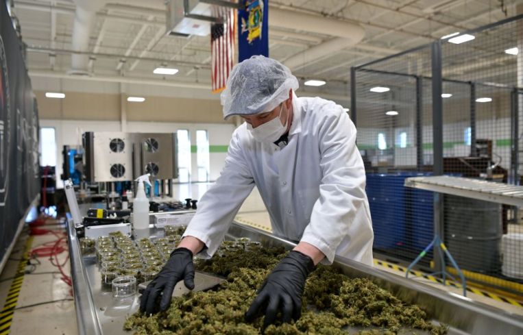 Cannabis cultivation facility