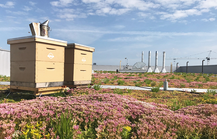 CO Alveole Beehives on a green roof 750x480 How Urban Beekeeping Company Alvéole Became Essential to Commercial Building Owners