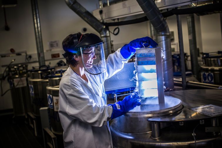 A scientist lowers biological samples into a liquid nitrogen storage tank.