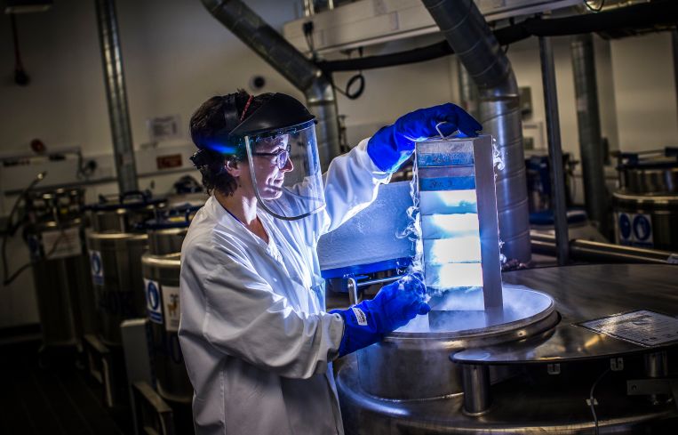 A scientist lowers biological samples into a liquid nitrogen storage tank.