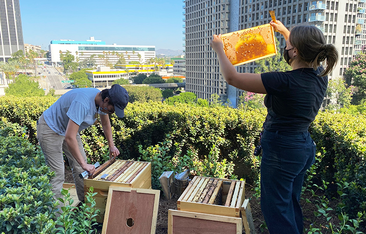 Brookfield hive inspection 750 x 480 Brookfield Properties Embraces Sustainability and Tenant Engagement with Beehives