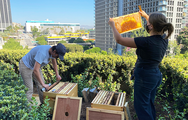 Backyard beekeeping now allowed in Urbandale after city code changed