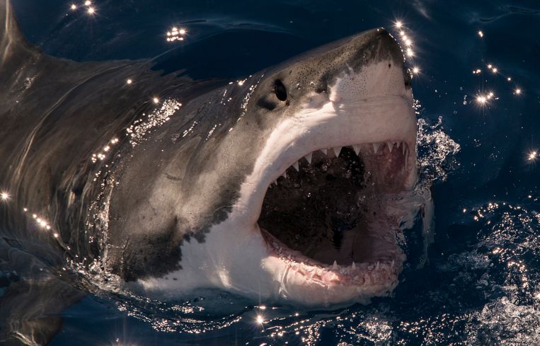 Private Equity sharks are poised to take advantage of the distress in CRE capital markets in the second half of 2023.
