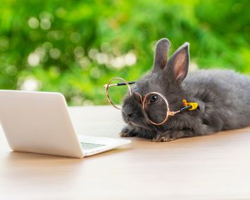 Bunny reading a computer screen