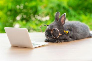 Bunny reading a computer screen