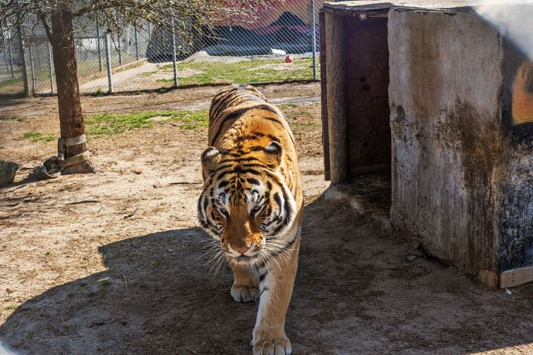 A tiger in a zoo