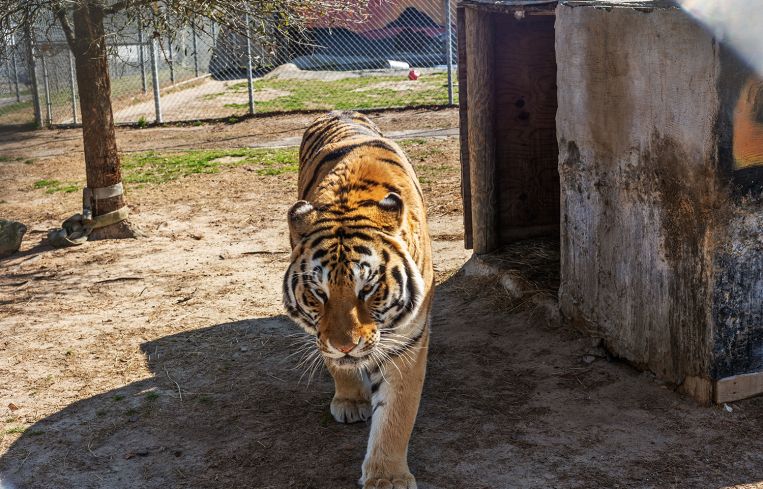 A tiger in a zoo