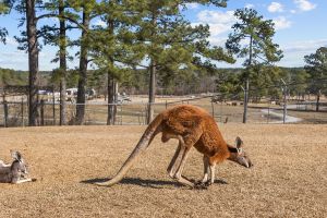 A kangaroo in a zoo