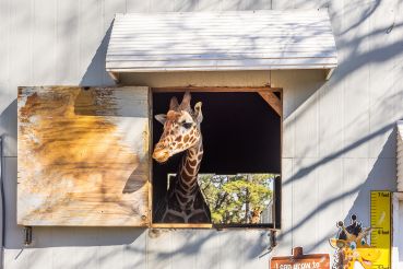 giraffe in a zoo