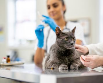 A female Veterinarian prepares a needle while an adult cat waits on her exam table for the immunization