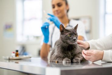 A female Veterinarian prepares a needle while an adult cat waits on her exam table for the immunization