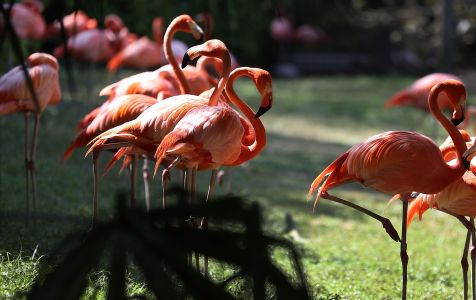 Flamingoes are seen at Jungle Island. 