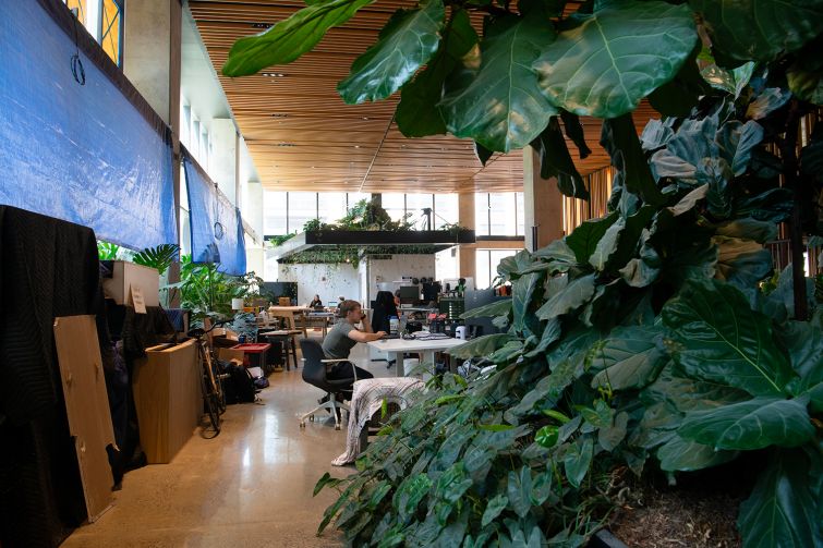 An indoor fig tree in the foreground with people working at computers in the background.