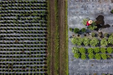 This aerial view shows a man working at an ornamental plant nursery in Homestead. 