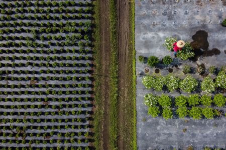 This aerial view shows a man working at an ornamental plant nursery in Homestead. 