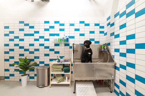 A dog in a sink in a beautifully tiled room.