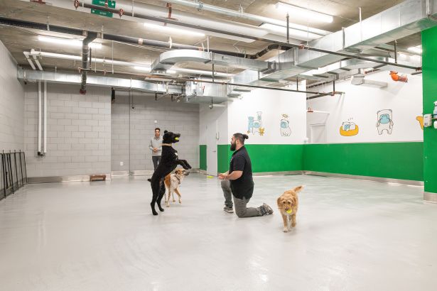 A man with a dog, playing in an expansive room.