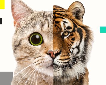 Hunting for better leasing operations and insights…be the tiger!
