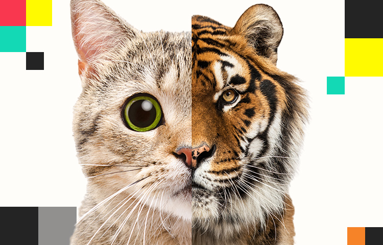 Hunting for better leasing operations and insights…be the tiger!