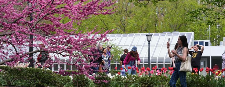 New Yorkers flock to the 'Cherry Blossom Festival' at Brooklyn Botanic Garden.