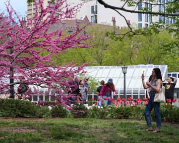 New Yorkers flock to the 'Cherry Blossom Festival' at Brooklyn Botanic Garden.
