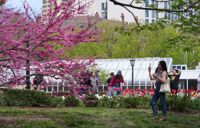 New Yorkers flock to the 'Cherry Blossom Festival' at Brooklyn Botanic Garden.