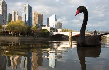 Black swan on river way twilight.