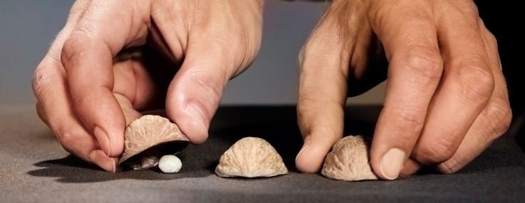 Man's Hands With Shirt Sleeves Rolled Up Performing Playing Shell Game.