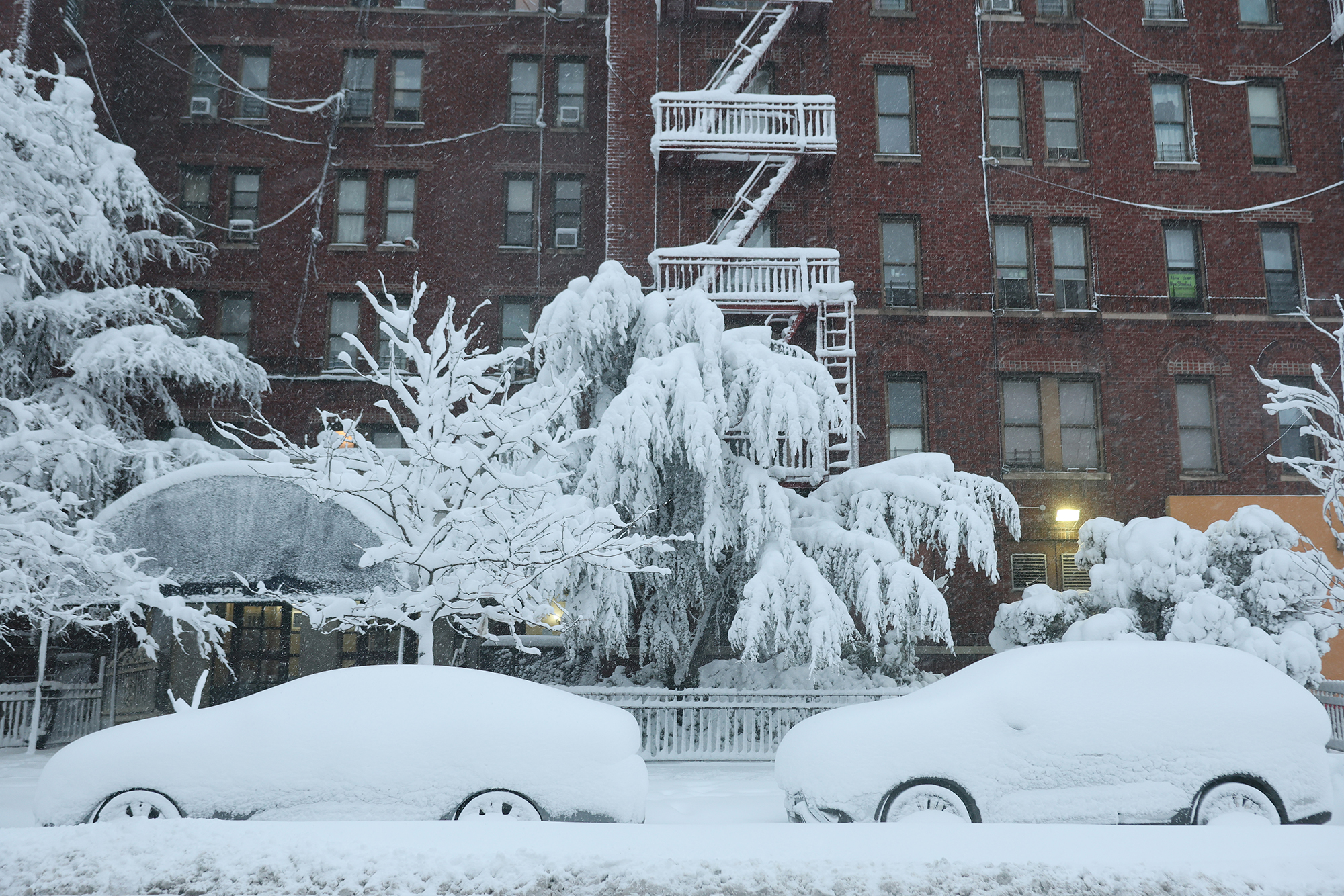 Parked cars and trees are covered in snow during a blizzard in Brooklyn.