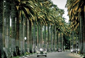 Not My First Rodeo: Beverly Hills Sees Surging New Investment Rolls Royce driving down palm tree lined street.