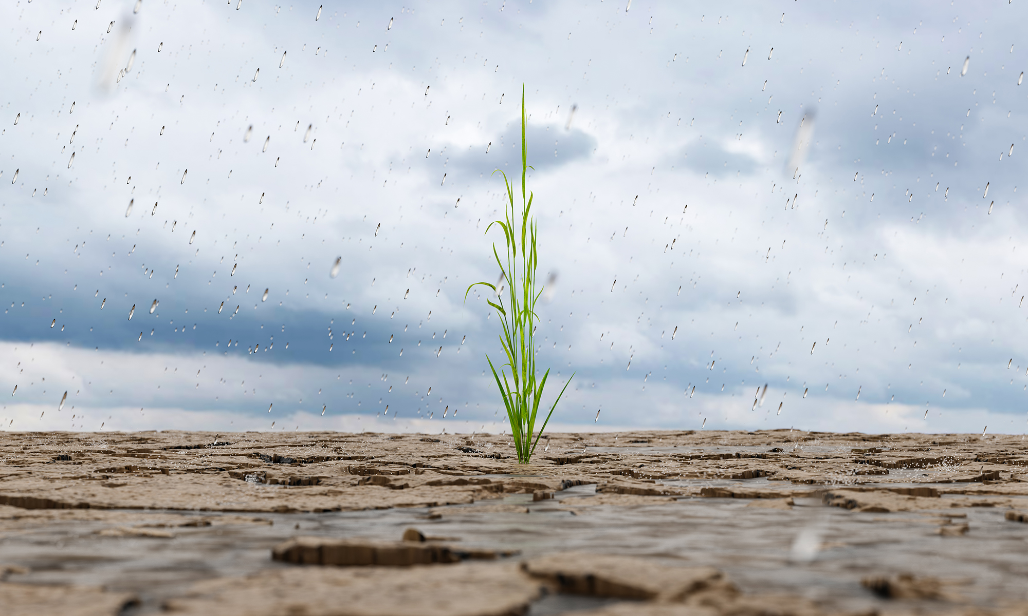 grass sprout growing in a dry land while rain falls.