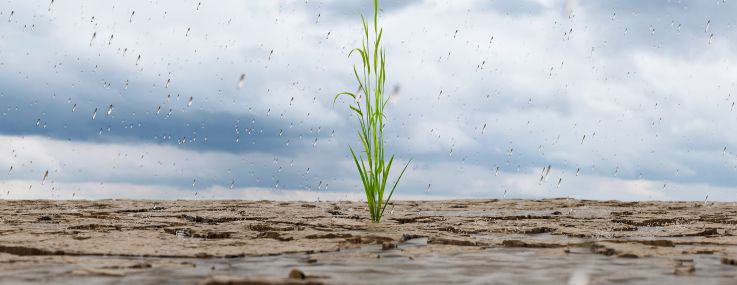 grass sprout growing in a dry land while rain falls.